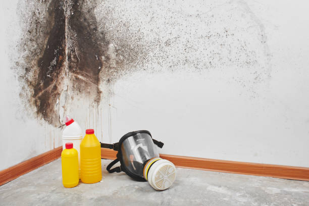 Hutchinson, MN Mold Remediation Company