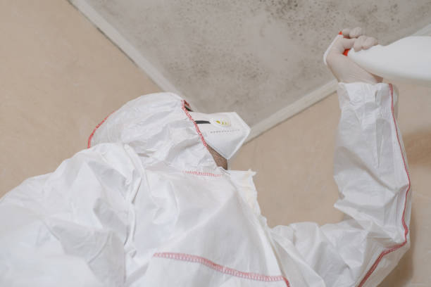 Best Black Mold Remediation in Hutchinson, MN