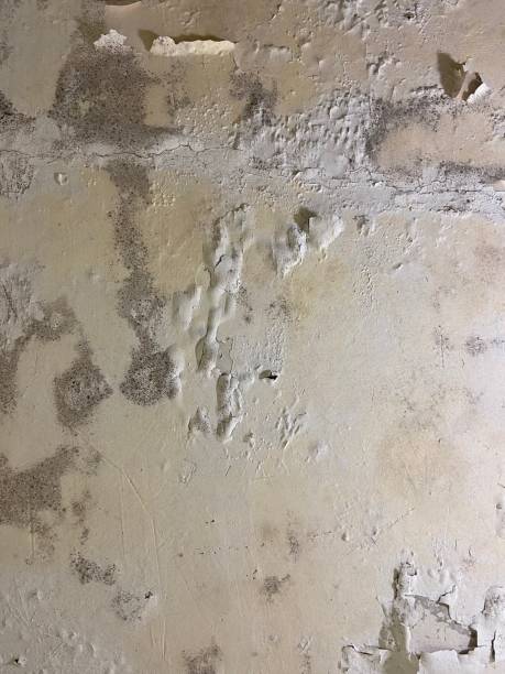 Best Attic Mold Remediation in Hutchinson, MN