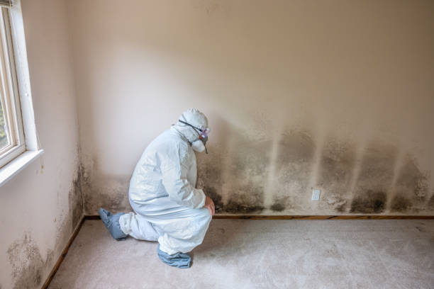 Best Crawl Space Mold Remediation in Hutchinson, MN