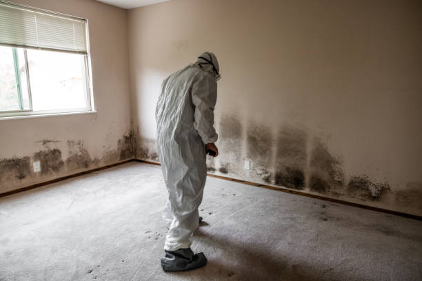 Best Mold Testing and Inspection Services in Hutchinson, MN