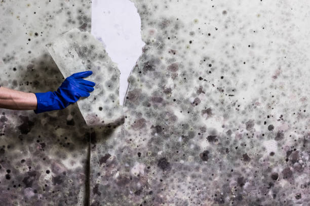 Best Attic Mold Remediation in Hutchinson, MN