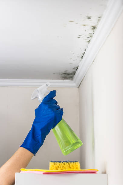 Best Industrial Mold Remediation in Hutchinson, MN